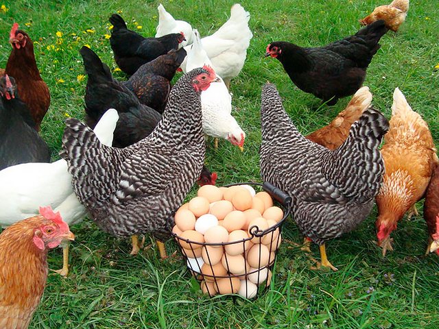 Содержание кур и уход за ними | ЗооТом - продажа, вязка и услуги для животных в Яровом