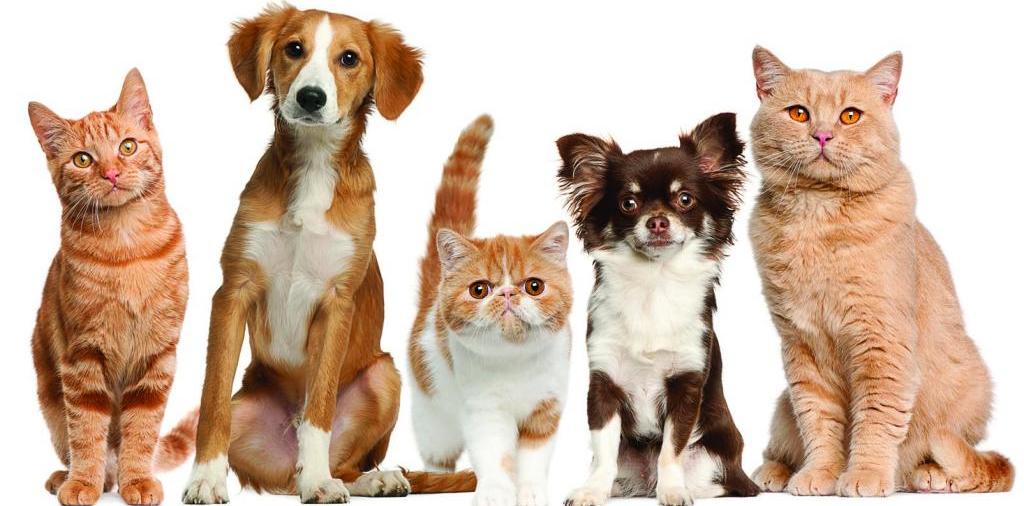 Доска объявлений о животных | ЗооТом - продажа, вязка и услуги для животных в Яровом