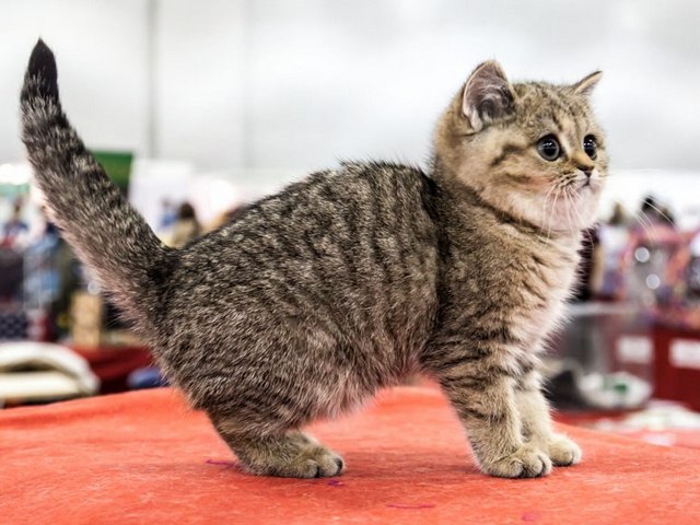 Породы кошек в Яровом | ЗооТом портал о животных