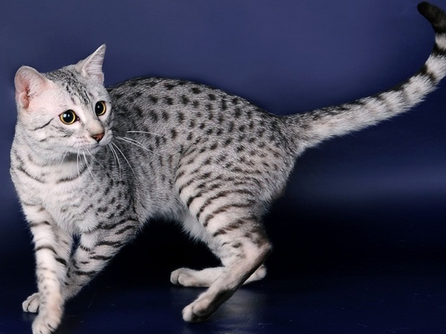 Породы кошек в Яровом | ЗооТом портал о животных