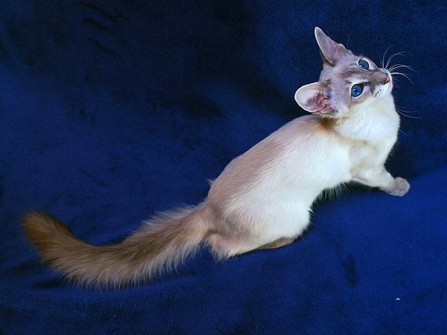 Выведенные породы кошек в Яровом | ЗооТом портал о животных