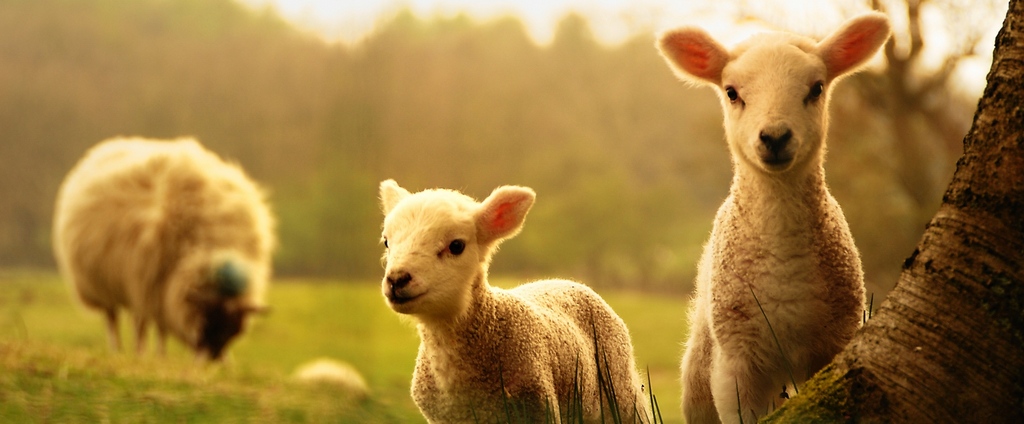 Объявления о сельскохозяйственных животных | ЗооТом - продажа, вязка и услуги для животных в Яровом