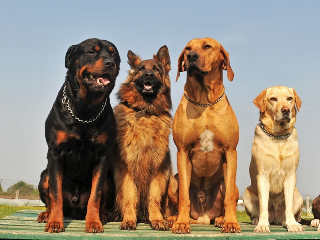 Крупные породы собак в Яровом | ЗооТом портал о животных