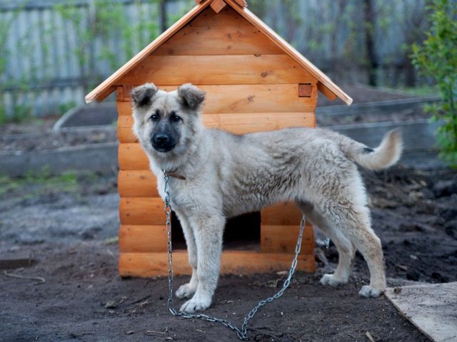 Все о собаках в Яровом Все о собаках в Яровом